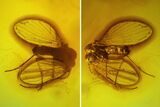 Fossil Moth Fly (Psychodidae) In Baltic Amber #145414-1